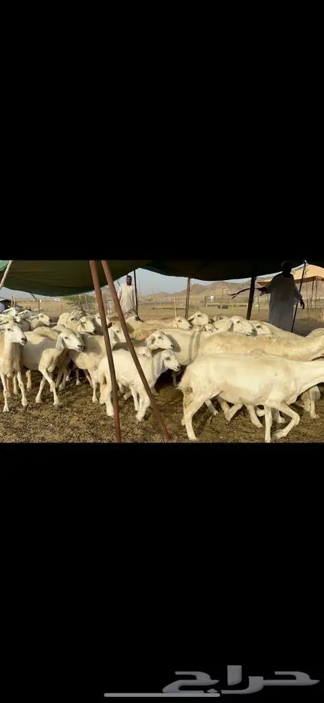 غنم حرية متابيع جروم حرش 35 تحتها 35 بلفحل 1