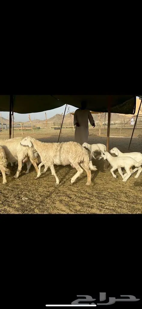 غنم حرية متابيع جروم حرش 35 تحتها 35 بلفحل 2