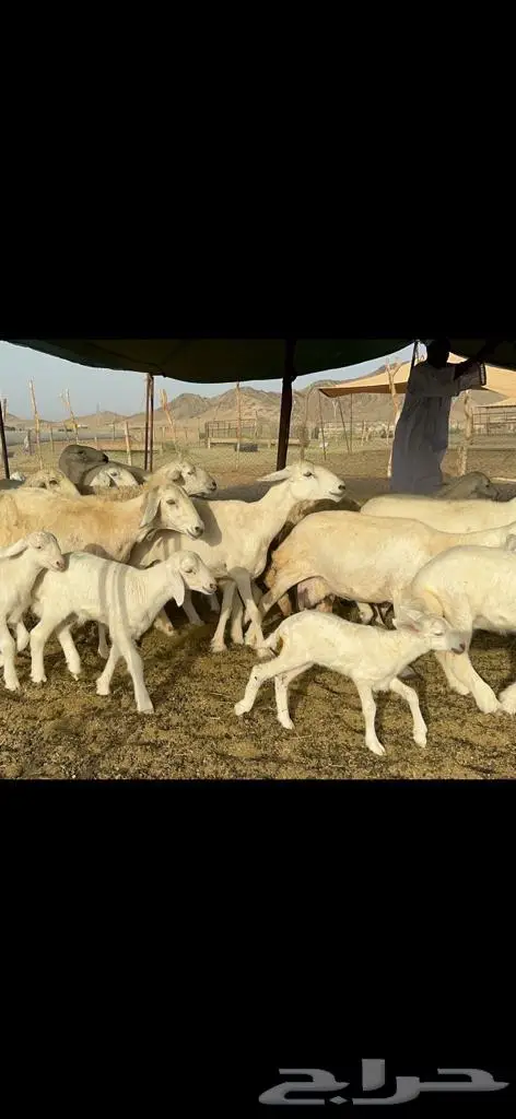 غنم حرية متابيع جروم حرش 35 تحتها 35 بلفحل 3