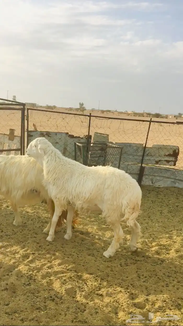 فحل هجين فاخر( تم البيع) 0