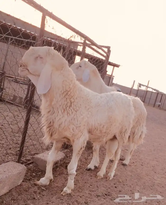 فحل هجين فاخر( تم البيع) 7