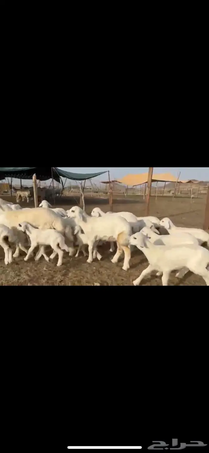 غنم حرية متابيع جروم حرش 35 تحتها 35 بلفحل 4