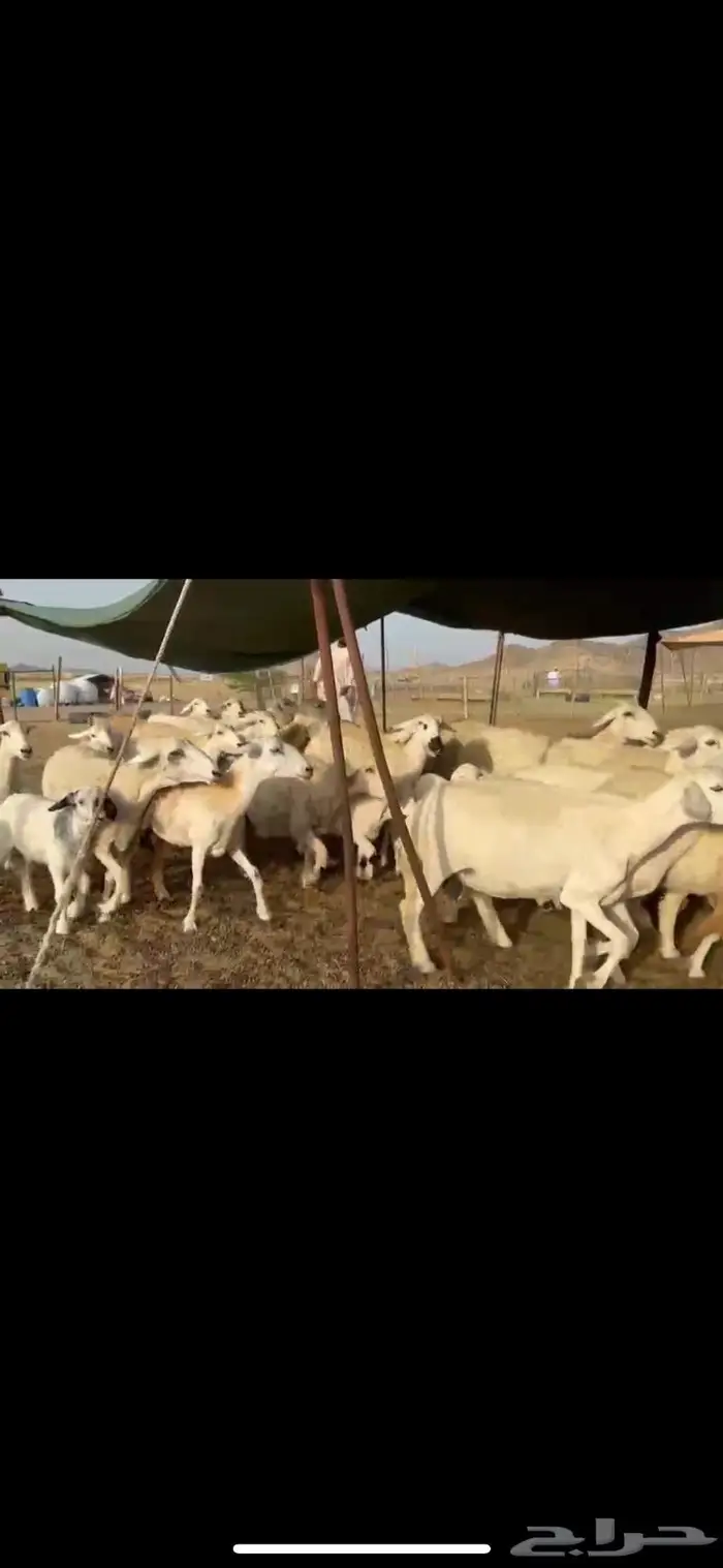 غنم حرية متابيع جروم حرش 35 تحتها 35 بلفحل 5