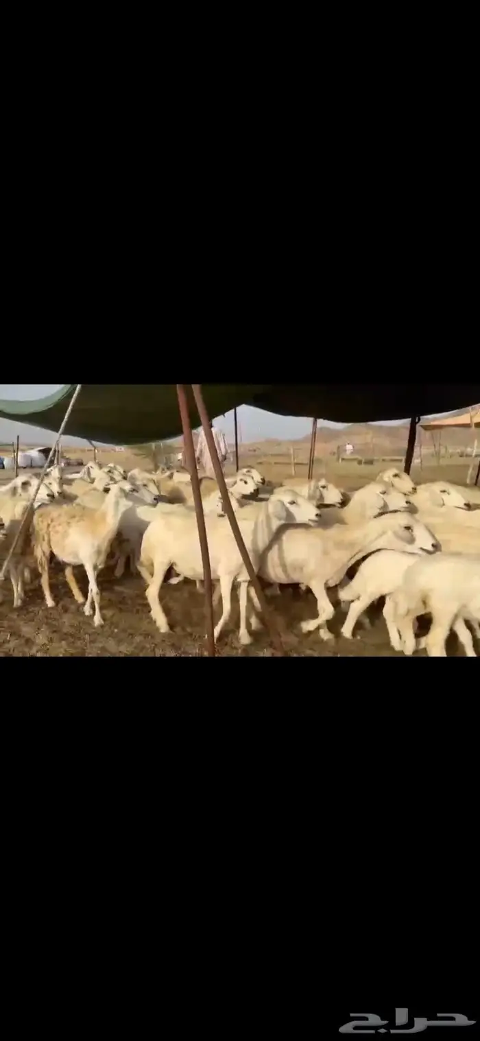 غنم حرية متابيع جروم حرش 35 تحتها 35 بلفحل 6