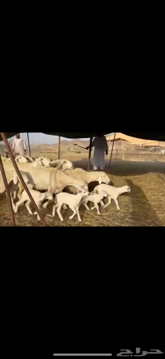 غنم حرية متابيع جروم حرش 35 تحتها 35 بلفحل 8