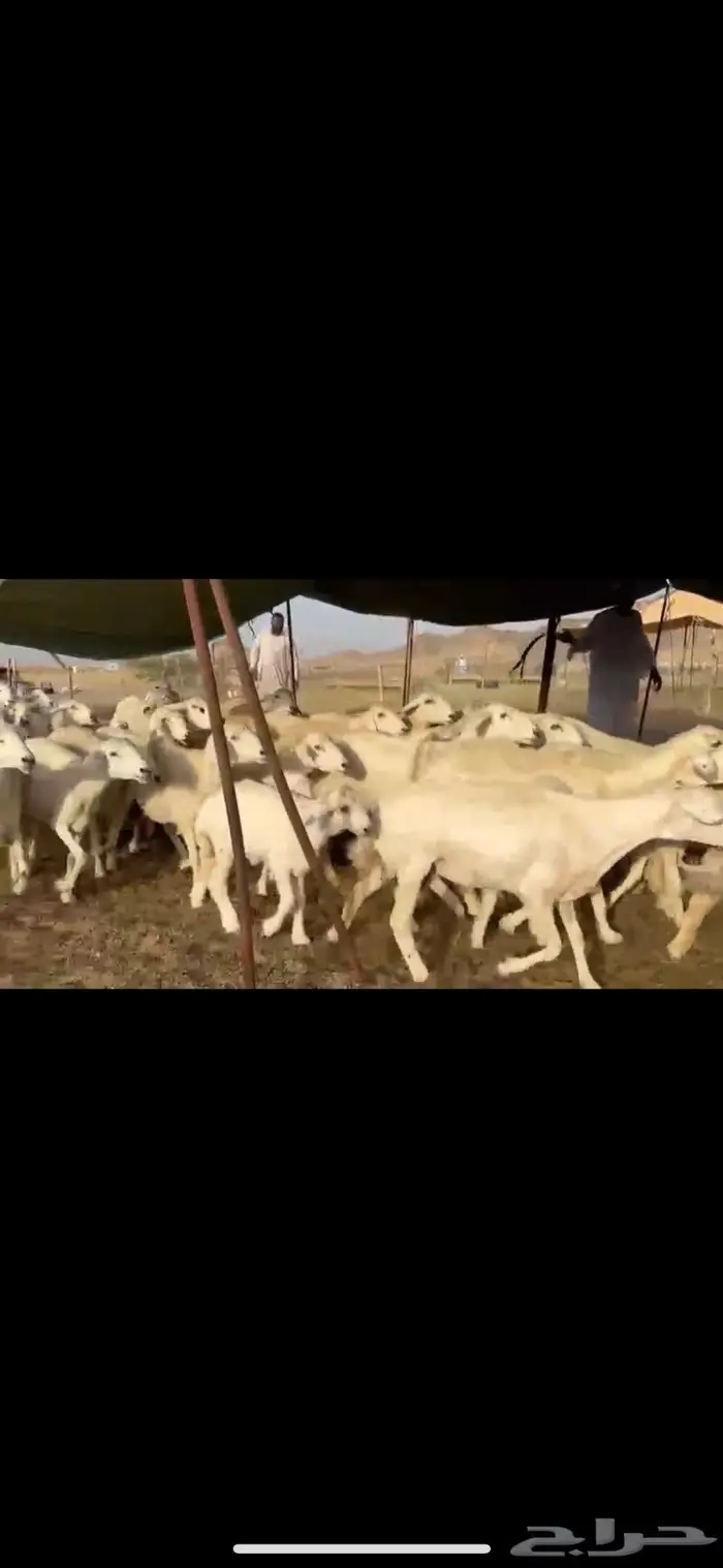 غنم حرية متابيع جروم حرش 35 تحتها 35 بلفحل 7