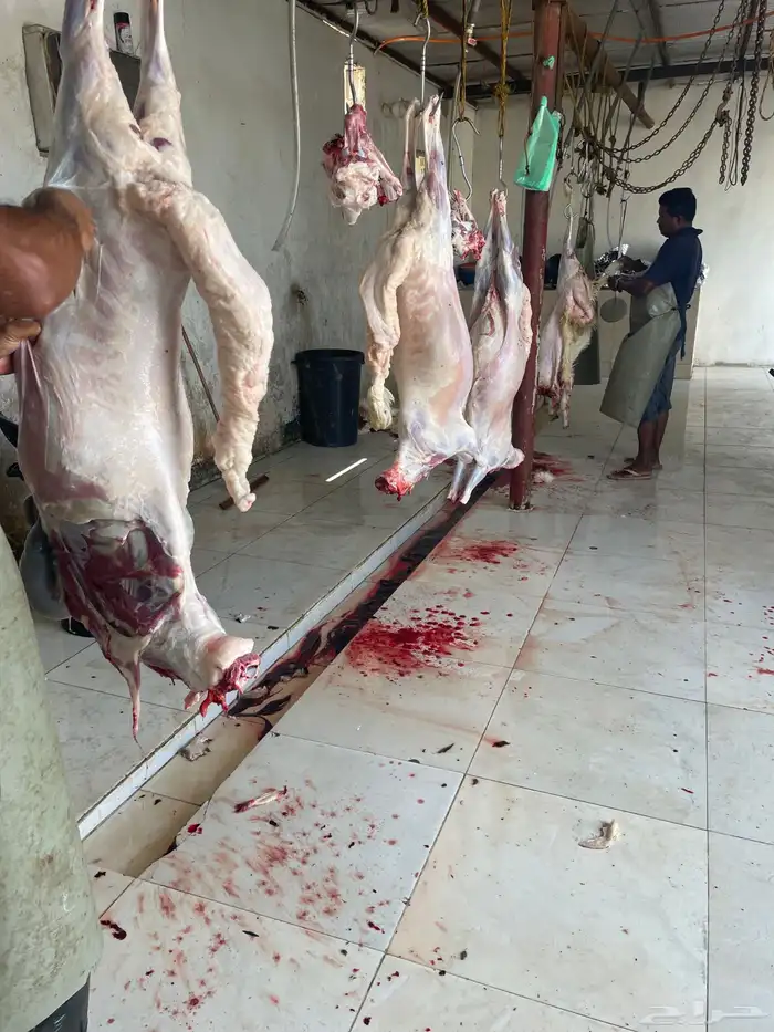 سواكن حمري تربيه فل شحم ولحم ماشالله تبارك الله 9