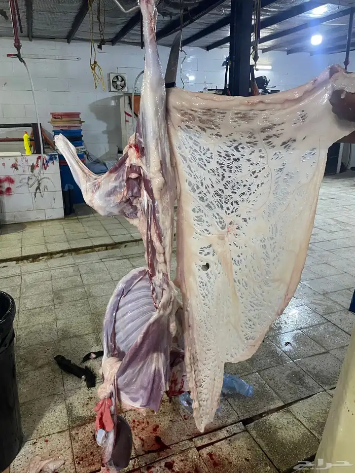 سواكن حمري تربيه فل شحم ولحم ماشالله تبارك الله 3