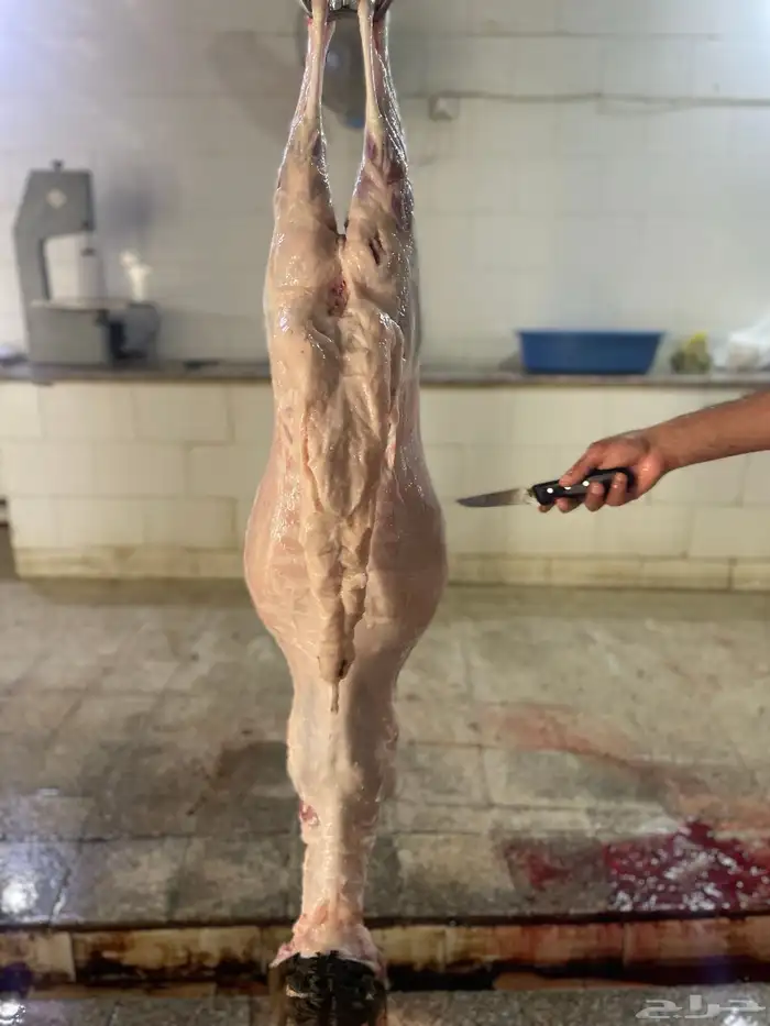 سواكن حمري تربيه فل شحم ولحم ماشالله تبارك الله 14