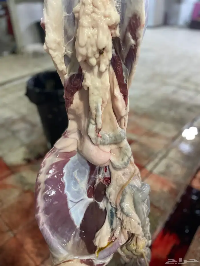 سواكن حمري تربيه فل شحم ولحم ماشالله تبارك الله 10