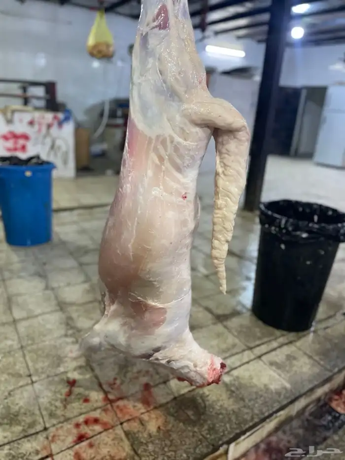 سواكن حمري تربيه فل شحم ولحم ماشالله تبارك الله 12