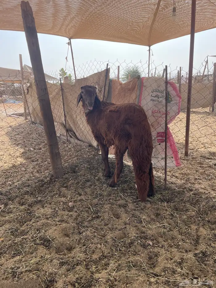 سواكن حمري تربيه فل شحم ولحم ماشالله تبارك الله 5