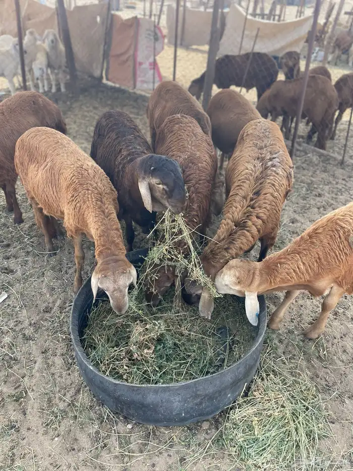 سواكن حمري تربيه فل شحم ولحم ماشالله تبارك الله 4