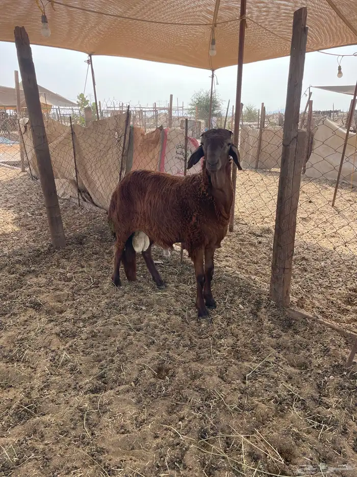 سواكن حمري تربيه فل شحم ولحم ماشالله تبارك الله 6