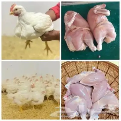 دجاج طازج يذبح امامك 3