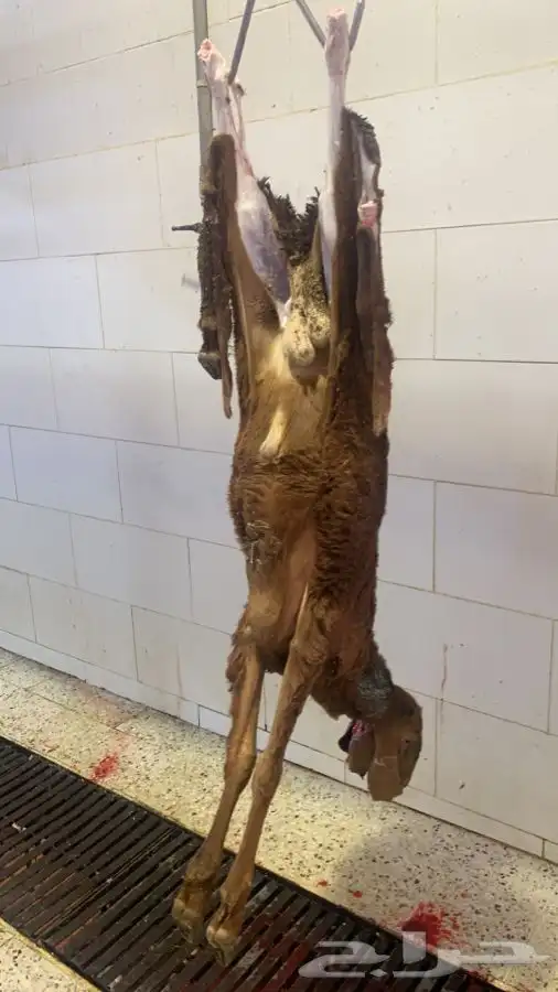ذبايح طيبه مقفله لحم وشحم تربايه وشي فاخر من الاخر 0