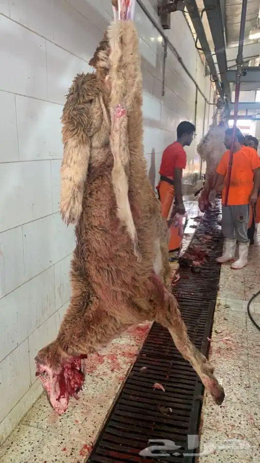 ذبايح طيبه مقفله لحم وشحم تربايه وشي فاخر من الاخر 1