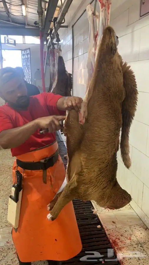 ذبايح طيبه مقفله لحم وشحم تربايه وشي فاخر من الاخر 4