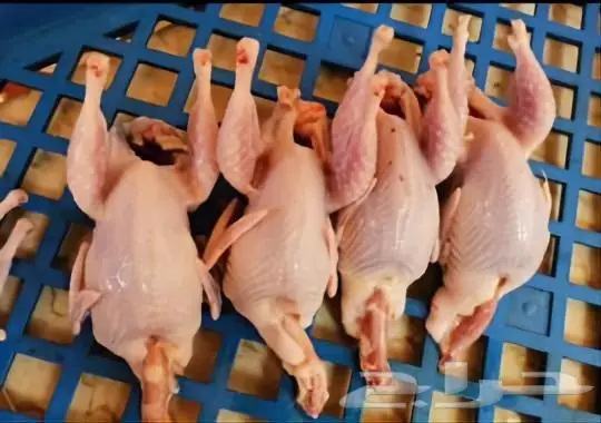 دجاج طازج يذبح امامك 1
