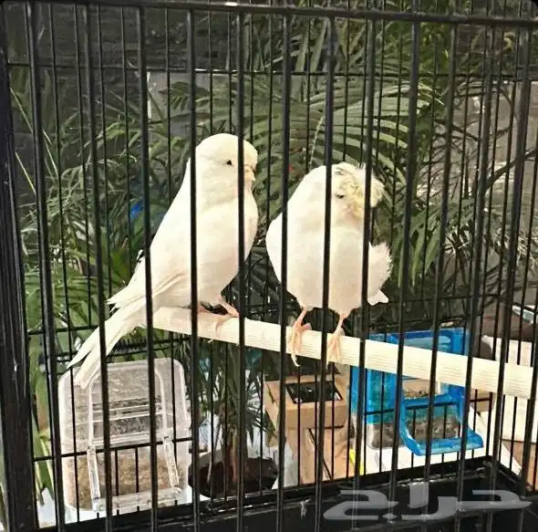 للبيع جوز جلوستر ابيض صافي مستوه بطل(تم البيع ) 2