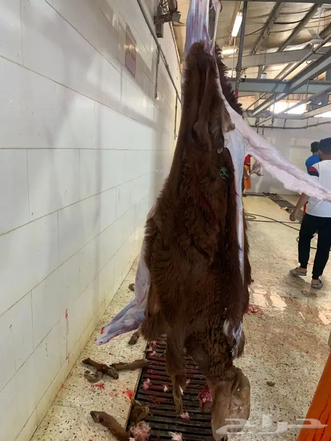 ذبايح طيبه مقفله لحم وشحم تربايه وشي فاخر من الاخر 3