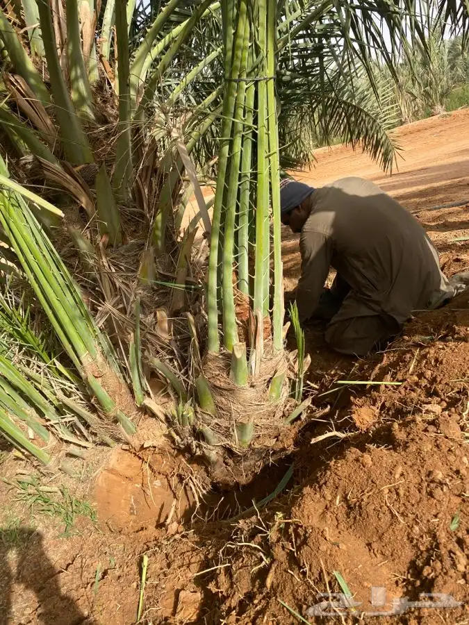 صقعي درجه اولى 9