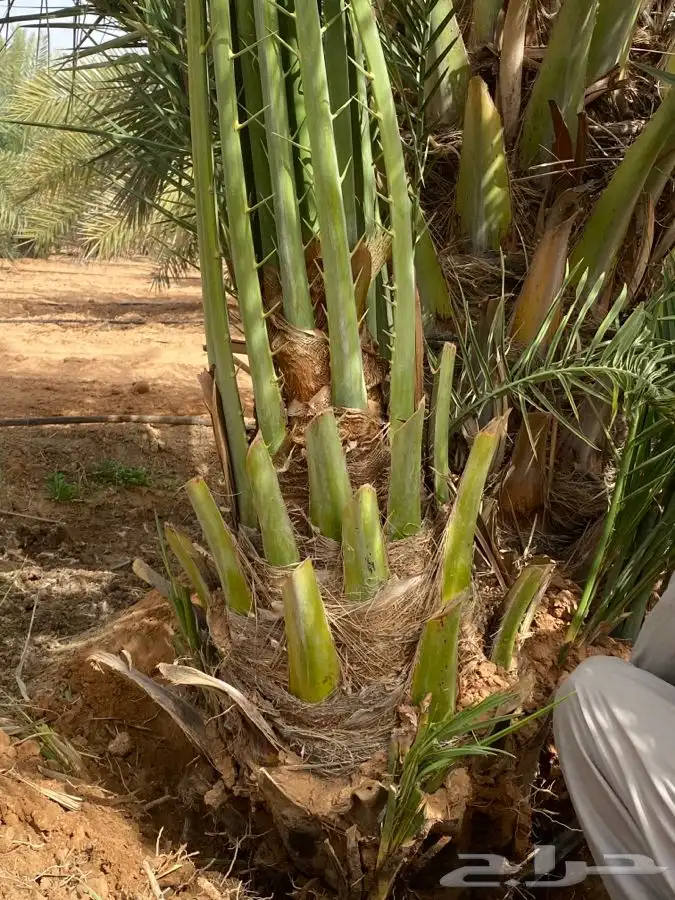 صقعي درجه اولى 0