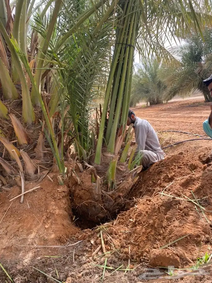 صقعي درجه اولى 1