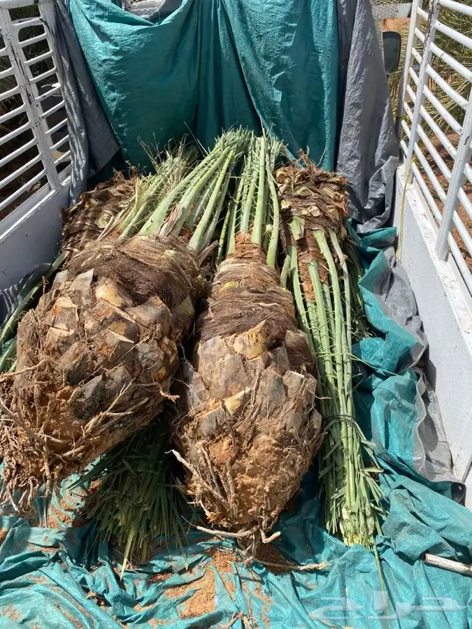 صقعي درجه اولى 10