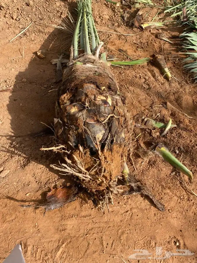 صقعي درجه اولى 6