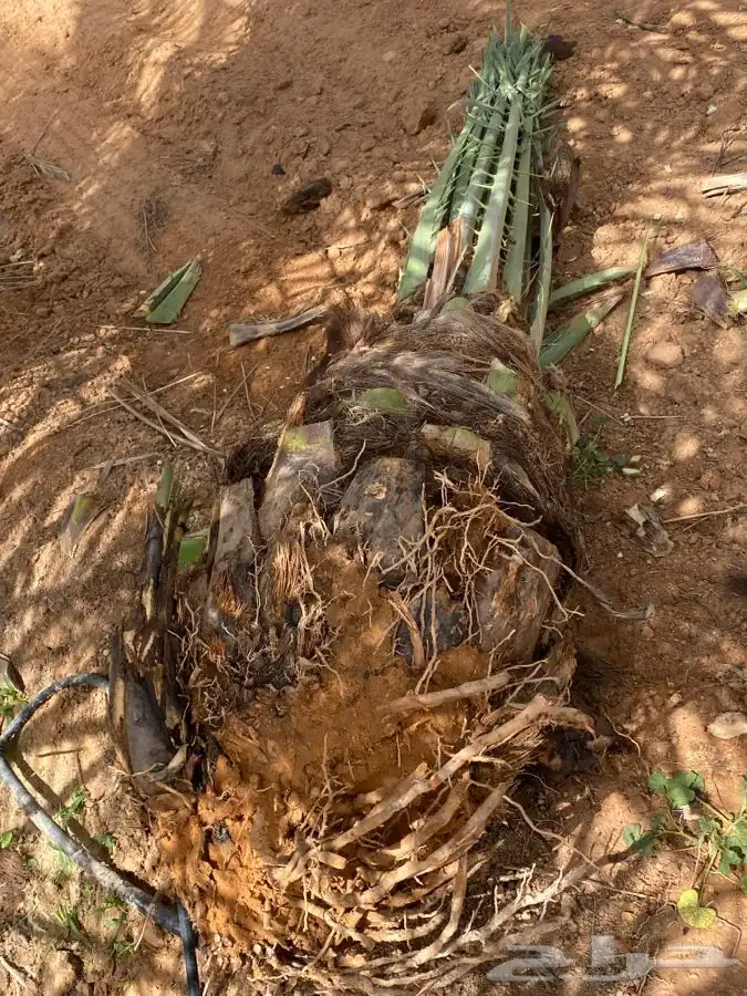 صقعي درجه اولى 2