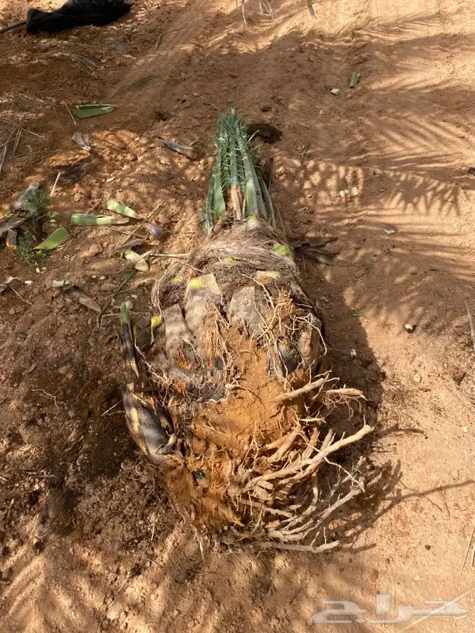 صقعي درجه اولى 4