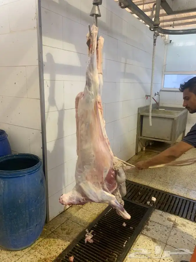 ذبايح طيبه مقفله لحم وشحم تربايه وشي فاخر من الاخر 6