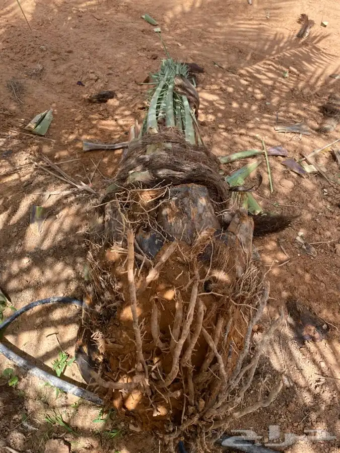 صقعي درجه اولى 5