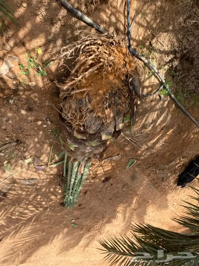 صقعي درجه اولى 3