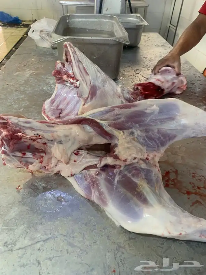 ذبايح طيبه مقفله لحم وشحم تربايه وشي فاخر من الاخر 5