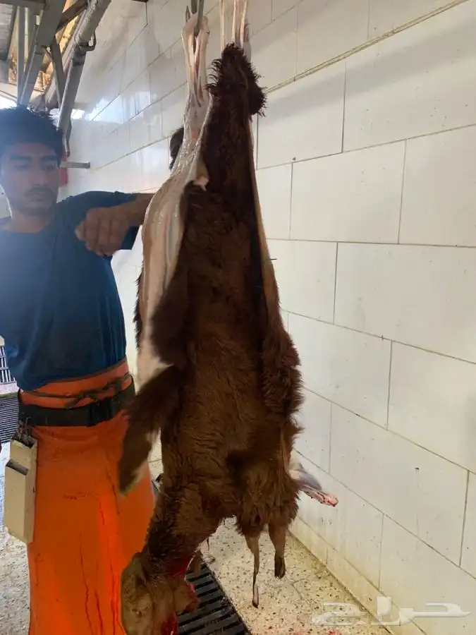 ذبايح طيبه مقفله لحم وشحم تربايه وشي فاخر من الاخر 2