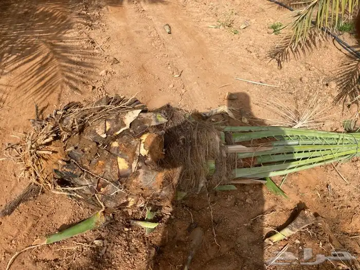 صقعي درجه اولى 8