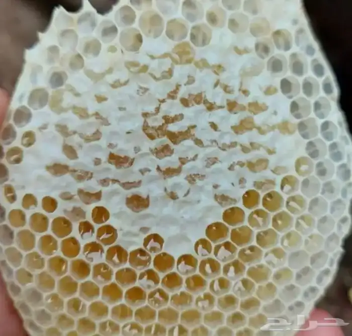 عسل طبيعي 100 ريال فقط يابلاش 2