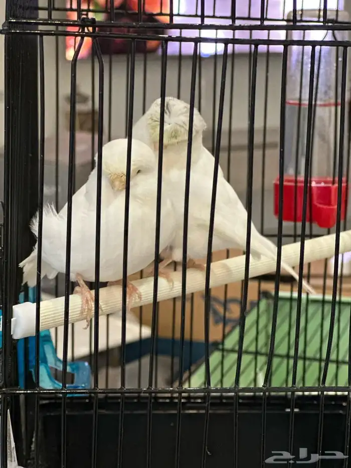 للبيع جوز جلوستر ابيض صافي مستوه بطل(تم البيع ) 0