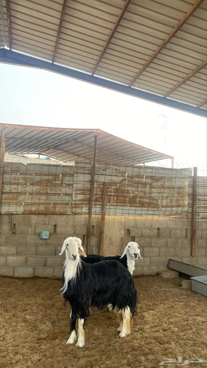 شياه نجد 4