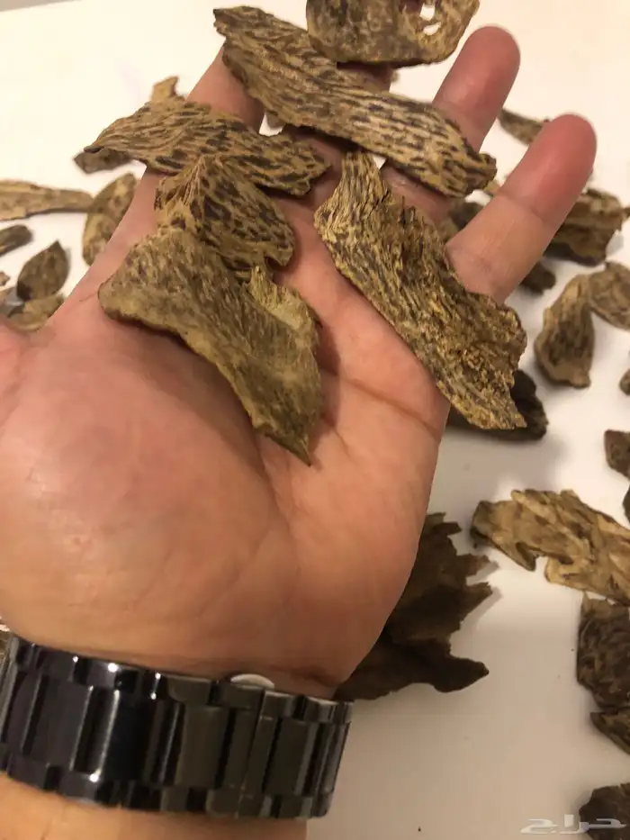 عود سيلاني دبل سوبر طبيعي 100 100 (( تم البيع ))) 1