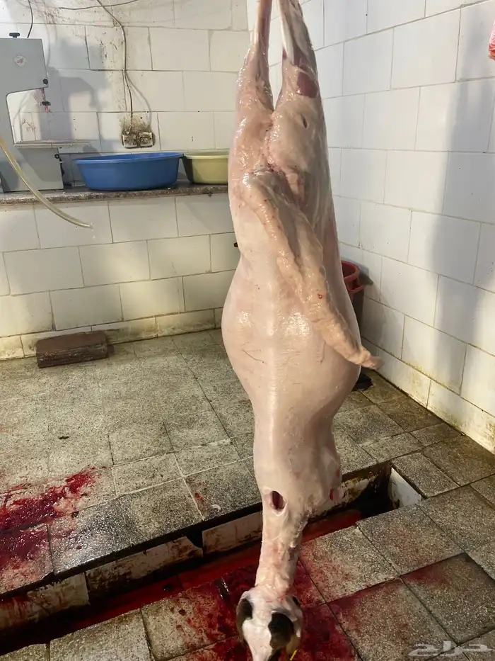 سواكن حمري فل شحم ولحم ماشالله تربيه 9