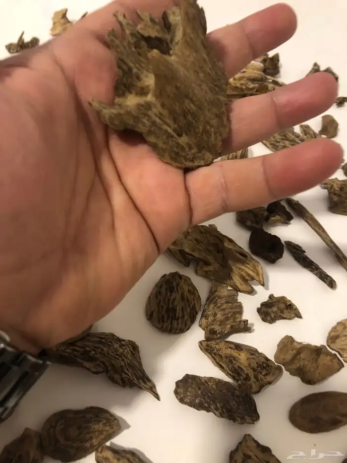 عود سيلاني دبل سوبر طبيعي 100 100 (( تم البيع ))) 3