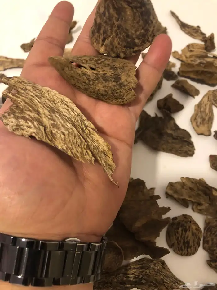 عود سيلاني دبل سوبر طبيعي 100 100 (( تم البيع ))) 2