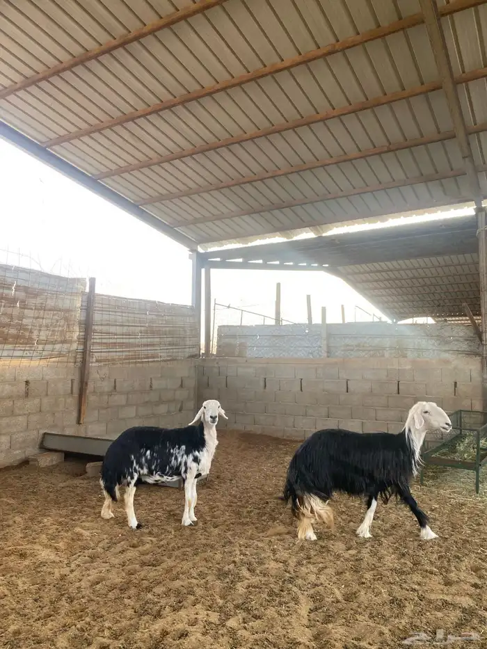 شياه نجد 3