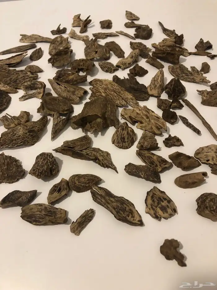 عود سيلاني دبل سوبر طبيعي 100 100 (( تم البيع ))) 0