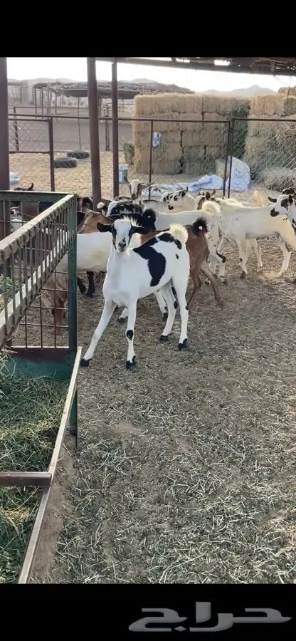 ذبايح تيوس للبيع 0