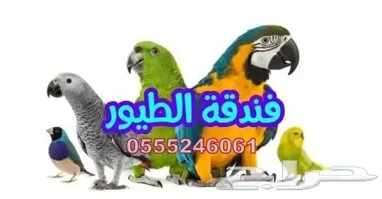 فندقة طيور وقطط - شاهد التقييمات ممتاز 0