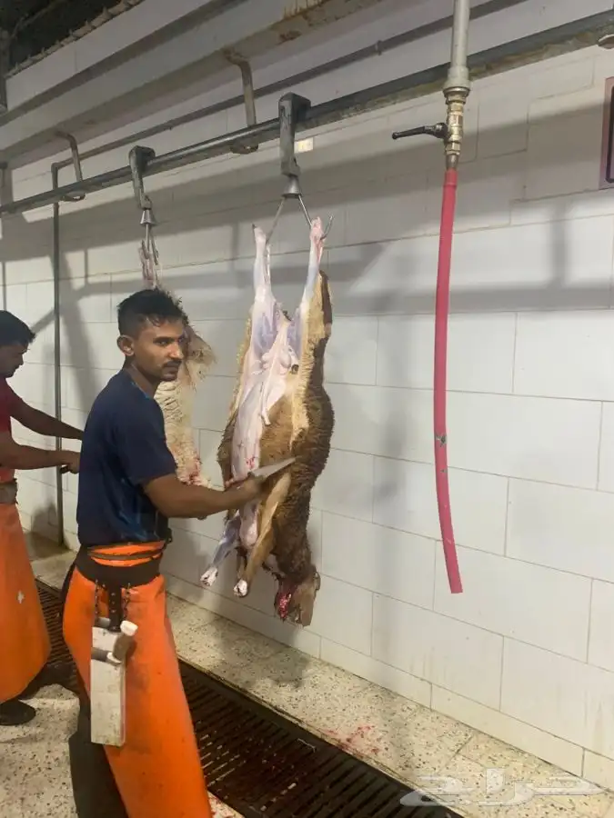 ذبايح جزله وطيبه ونظيفه وفاخر من الاخر 15